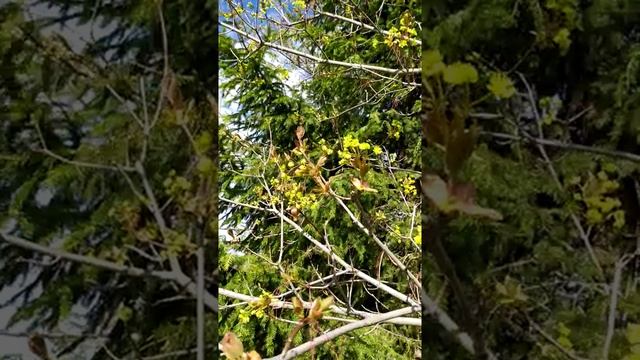 Клен. Свойства и особенности.mp4