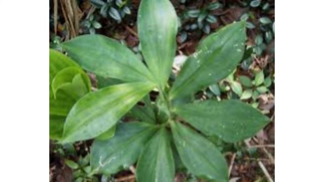 షుగర్ ఉన్న వారు ప్రతి రోజు తినవలసిన ఆకు/ Insulin Plant 🌿/with Proof Telugu