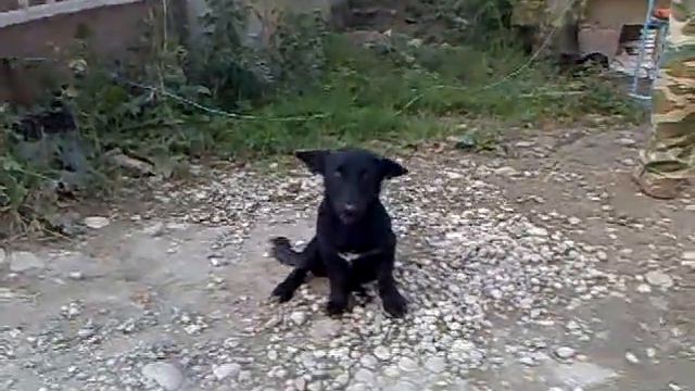 смешные уши у собаки.mp4 смотреть онлайн