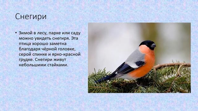 Ласточки, скворцы, снегири, орлы природоведение 6 кл смотреть онлайн