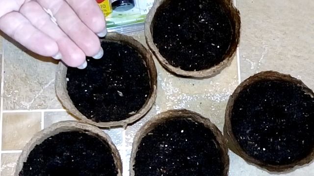 Сажаем на рассаду Кивано Зелёный дракон смотреть онлайн