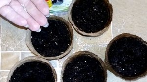 Сажаем на рассаду Кивано Зелёный дракон