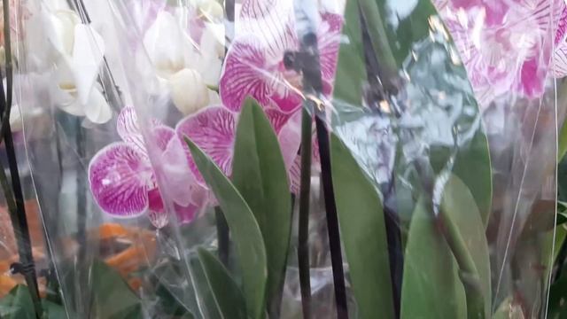 13.12. 2022 г. Орхидеи в Планете Лета г. Ставрополь. смотреть онлайн