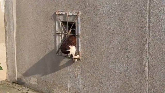 Кошка поймала крысу в нашем дворе смотреть онлайн