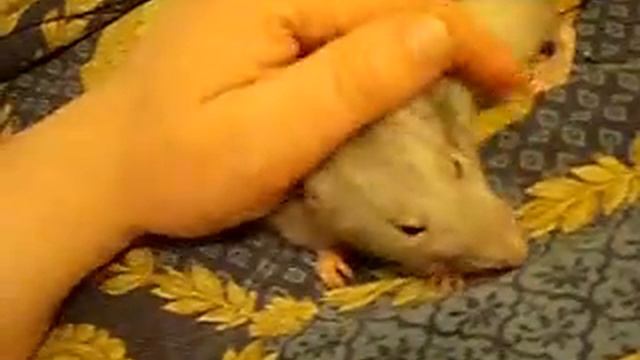 Макс смотреть онлайн