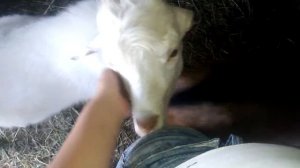 У козленка молочный зоб,козлы воняют.