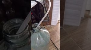 ПВК Гамбринус. Первый перегон пшеничной браги на ПВК Гамбринус.