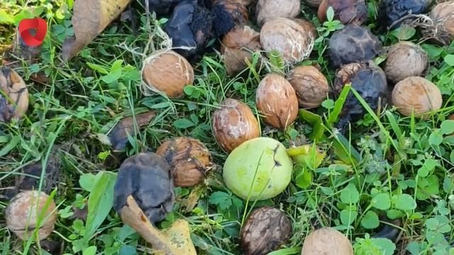 Sprječite razvoj raka i dijabetesa,srčani i moždani udar dnevnim unosom ovog antioksidansa смотреть онлайн