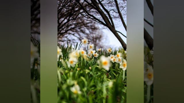 Роздуми над Словом Божим 17.04.21 Євангеліє від Марка 8:27-31. смотреть онлайн