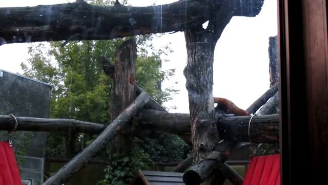 Малая панда в Московском Зоопарке смотреть онлайн