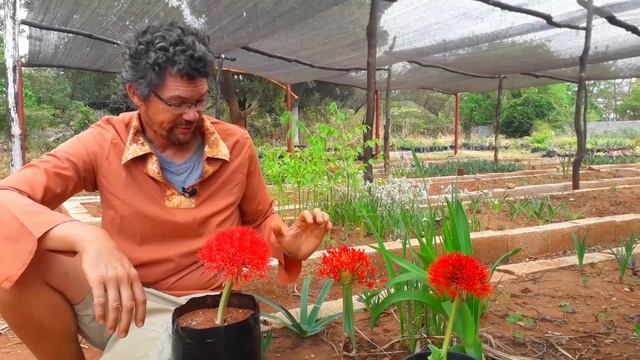 The Radiant Scadoxus Multiflorus: Uncovering Radiance of this Popular Bulb Plant смотреть онлайн