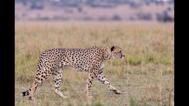 Семейство кошачьих. смотреть онлайн