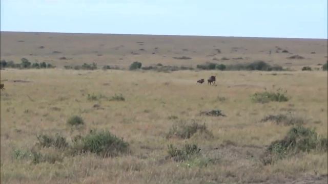 Гиена Напала На Буйвола! ВОТ ЧТО БЫЛО ДАЛЬШЕ... смотреть онлайн