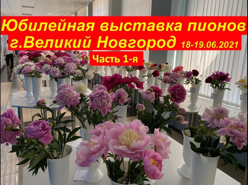 Юбилейная выставка пионов(часть 1-я) в Великом Новгороде с 18-19июня 2021 года смотреть онлайн