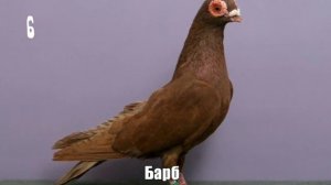 ТОП 10 необычных пород голубей