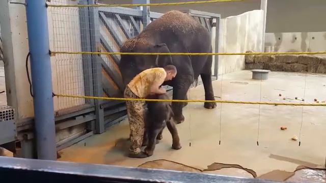 Слоненок учится вставать Ростовский зоопарк смотреть онлайн