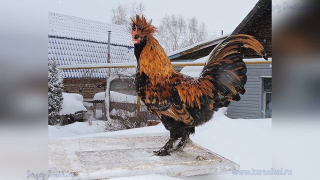 Новогодняя метель Павловский петушок и курочка Pavlovian #chickens #куры Waltz смотреть онлайн