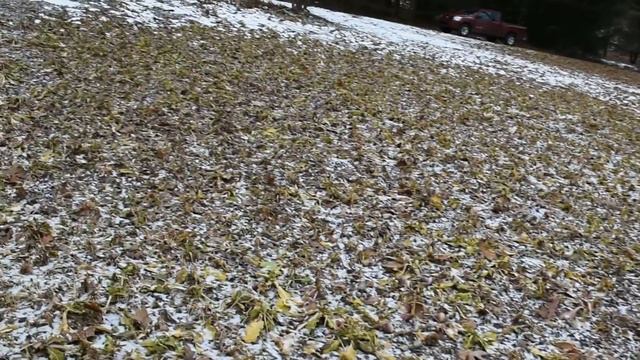 Why Brassicas are Not the Best Food Plot Plants смотреть онлайн