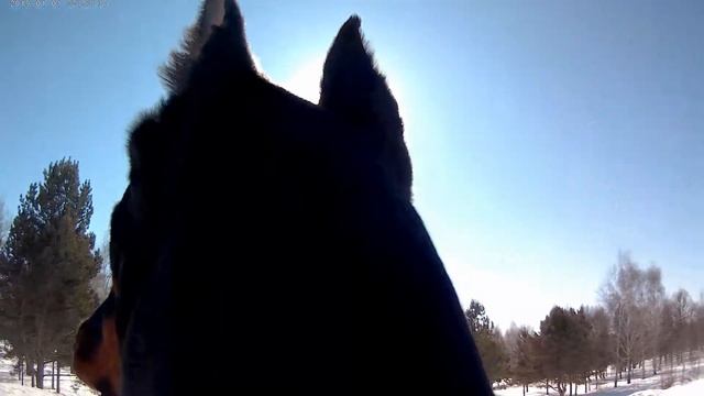 Прогулка и игры с собакой, плюс фотосессия №2. Собака с экшн камерой снимает видео.