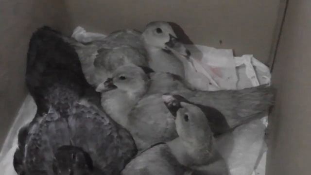 приобрели две семьи мускусных утят голубой линии | мой уютный дом смотреть онлайн