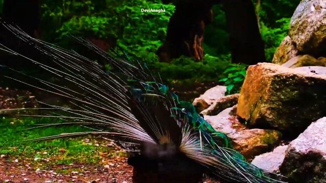 Enchanting Flute of Lord Krishna - Morning meditation,,Relaxation Music,Flute music,Yoga*329 смотреть онлайн