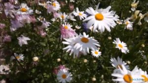 #Стихотворение#Влюбитесь заново в жену#Музыка Павла Ружицкого