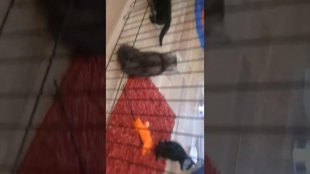 Манчкины смотреть онлайн