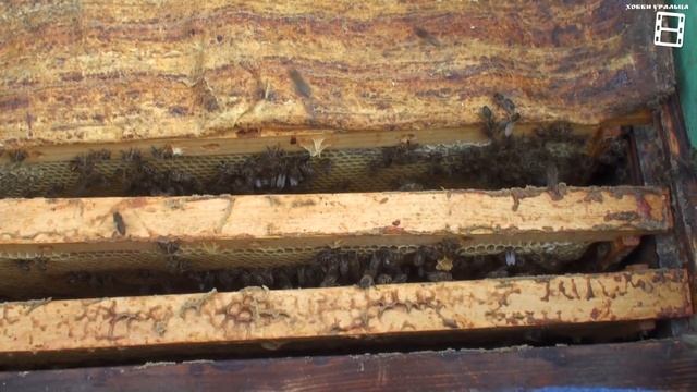 АНОМАЛЬНО ХОЛОДНАЯ ВЕСНА. КАК ПОМОЧЬ ПЧЕЛАМ? ПОПОЛНЕНИЕ КОРМОВ. ЛЮБИТЕЛЬСКОЕ ПЧЕЛОВОДСТВО С "0" смотреть онлайн