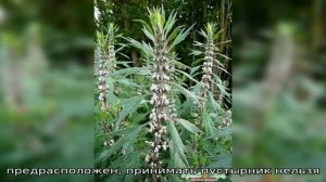 Лучшее средство для сердца и нервов — пустырник трава, польза и вред