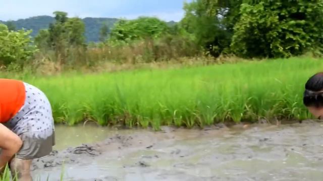 He Pīpī Pōʻani Kūʻokoʻa - Pākī Lawaiʻa ma Battambang - Pehea e lawaiʻa ai i ka iʻa (5) смотреть онлайн
