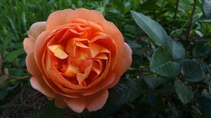 Роза Пэт Остин. Розы Остина.