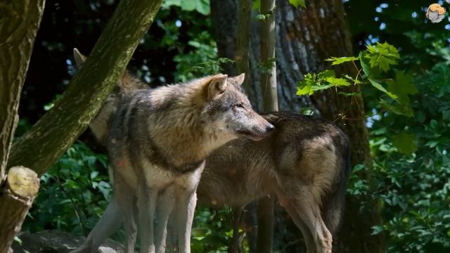 Волк хотел украсть младенца, но орел сделал нечто удивительное.. смотреть онлайн