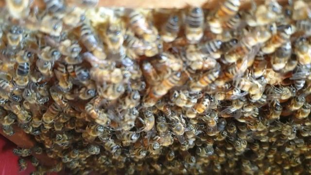 What the worker honeybees react to a new queen смотреть онлайн