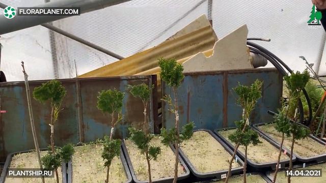 SZEWCZYK ПИТОМНИК ПРИВИТЫХ ХВОЙНЫХ И ЛИСТВЕННЫХ смотреть онлайн