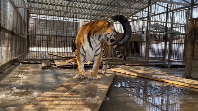 2 апреля 2021 г. смотреть онлайн