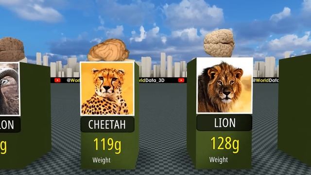 Brain Size Comparison. Biggest Brain In The World