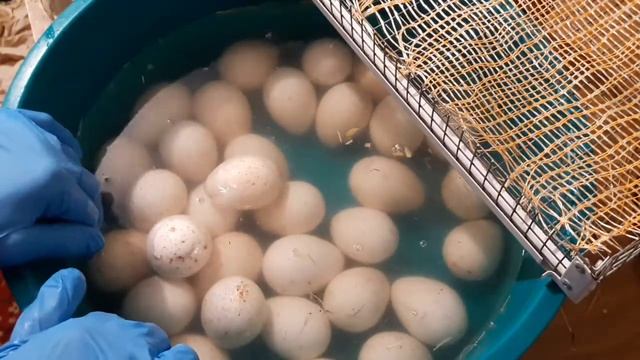 Дезинфекция, мыть инкуб яйцо/Первая инкубация индюших яиц в инкубаторе НЕСТ смотреть онлайн