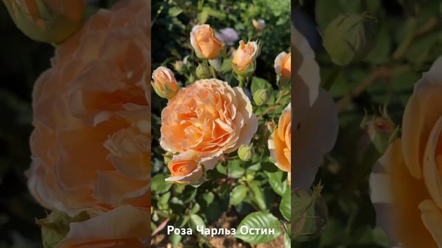 Роза Чарльз Остин/ rose Charles Austin #розарий #садоводство #цветы #розы #roses #сад смотреть онлайн