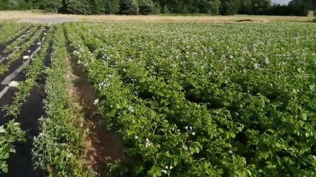 Орошение картошки и капусты сплошным методом импульсными дождевателями ( спринклерами ). смотреть онлайн