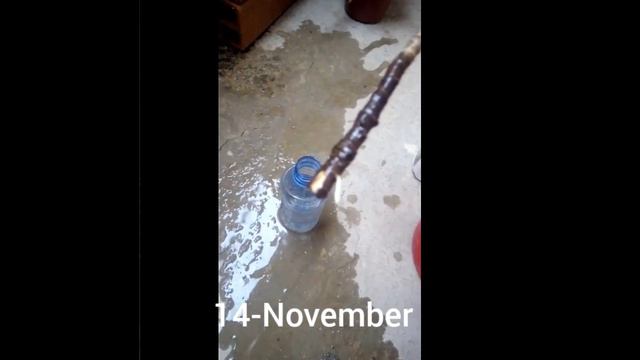 Propagating Dracaena 🌴 Marginata in Water смотреть онлайн