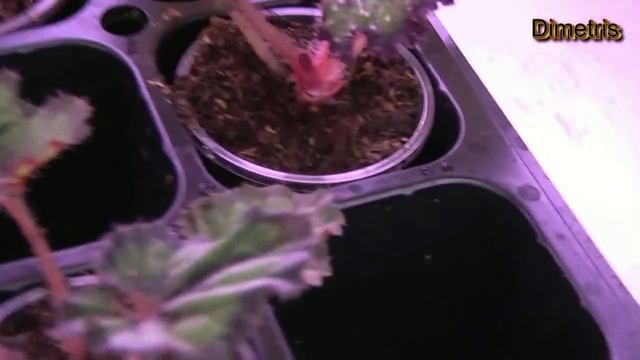 Селекция бегоний