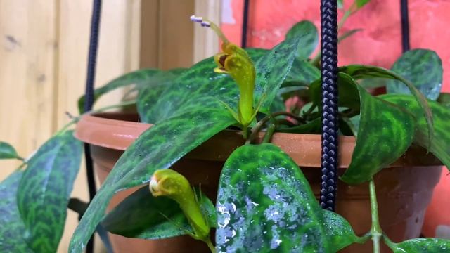 Растения в доме. Эсхинантус мраморный. Ампельные растения. Тропики дома. Приметы, суеверия. смотреть онлайн