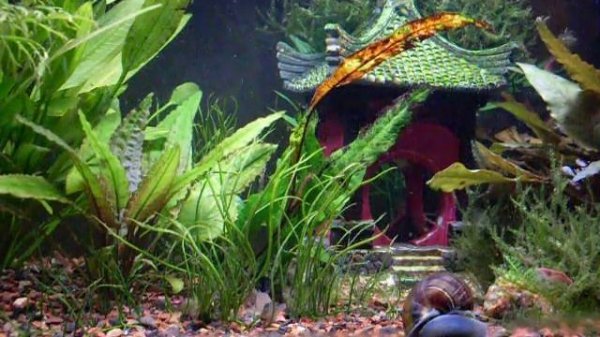Aquarium - Panda Cory, Neon and Harlequin Tetra, Leopard Danio, Mystery Snail, Cherry Shrimp