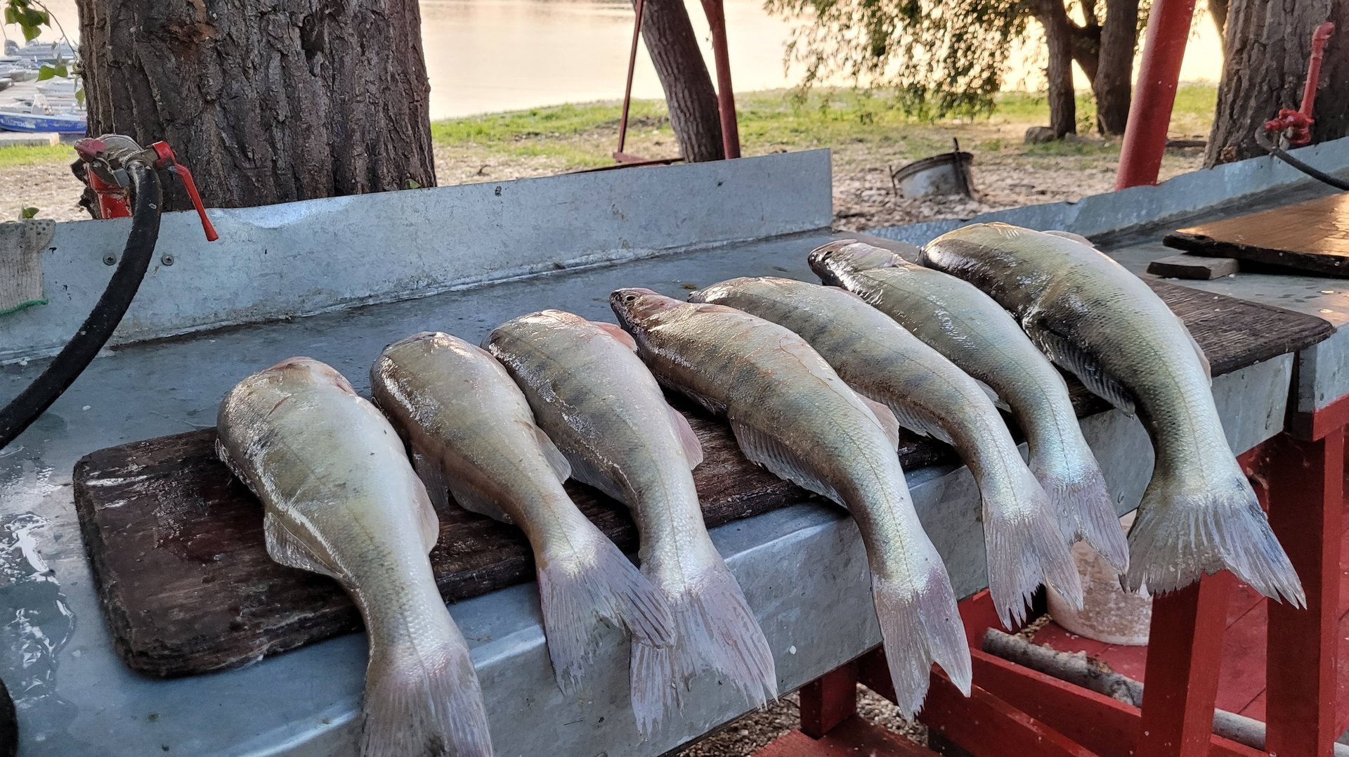 10 хвостов судака за час - Харабалык, ловля судака в МОШКУ. 25 июня 2024г. Астраханская область