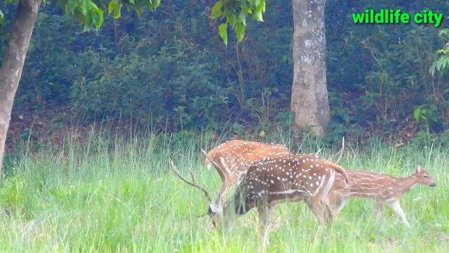 Beautiful moments in jungle safari | wildlife safari | animals live смотреть онлайн