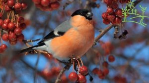 Голоса птиц как поёт Снегирь (Pyrrhula)