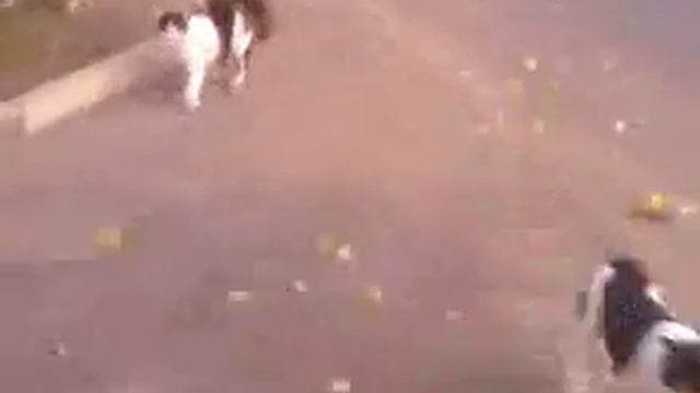 Кошка гоняет собак смотреть онлайн