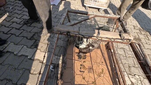 Taşköprü tavuk pazarı soğuk havada sıcacık muhabbetler ve pazarlıklar ???? смотреть онлайн