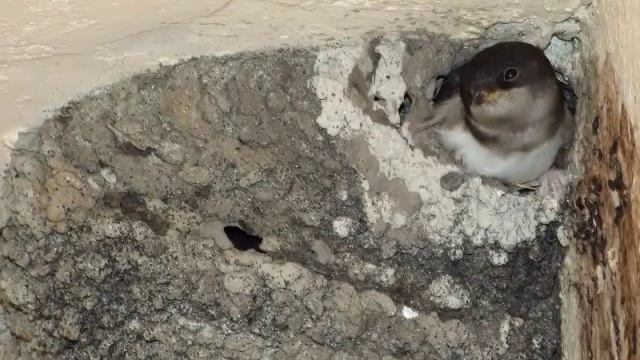 Городская ласточка, Mājas čurkste, Common House Martin, Delichon urbicum смотреть онлайн