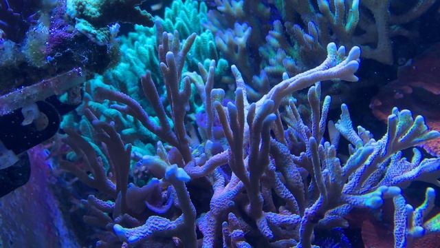 Покупаю кораллы | г. Владивосток смотреть онлайн